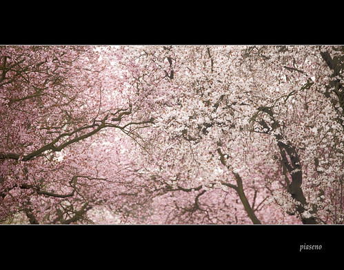 flower tree cherry landscape spring bonn blossom cherryblossom blüte landschaft frühling kirschblüte supershot ayrc0401