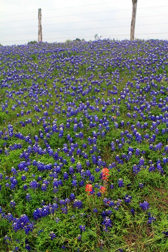 flower geotagged texas bluebonnet wildflower indianpaintbrush texaswildflowers geo:lat=30197195788872374 geo:lon=9648747566411288
