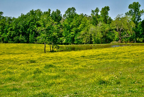 flowers sun field yellow mississippi spring day south clear southern ernie geotag hdr yellowflowers deepsouth clearday southernmississippi regionwide esmithiii esmithiii2003