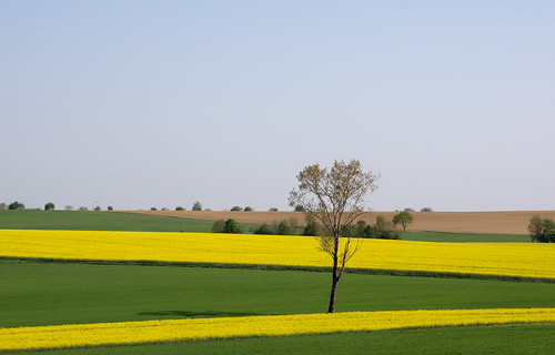 spring sommer gelb landschaft raps baum canola frühling abigfave linine flickraward