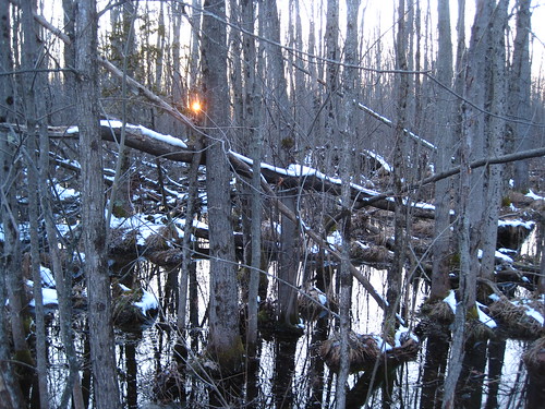sunset ny geotagged us unitedstates wetlands upstatenewyork earlyspring greatswamp lateday canastota greatswampconservancy