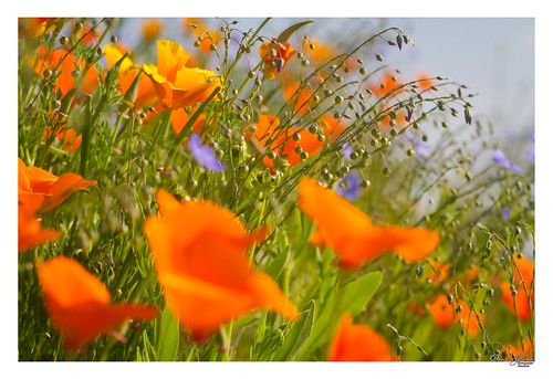 orange champs californie pavots