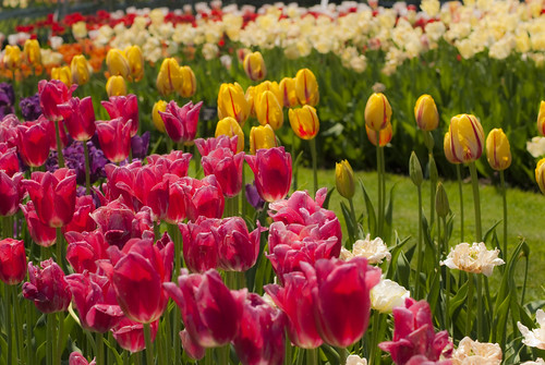 flowers gardens tulips springtime hersheygardens