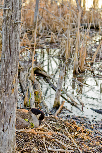 trees ontario nature water landscape geese goose wetlands marsh gosling canadiangeese barrie canadagoose
