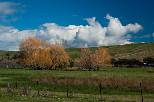 trees newzealand clouds farm marlborough