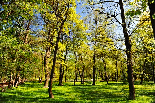trees stpetersburg spring russia summerpalace peterhof royalgarden peterhofpalace nikond700 nikon1424mm
