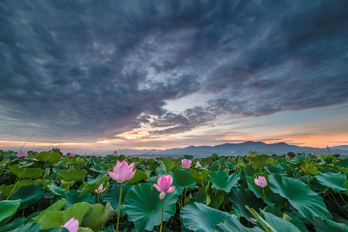 sunrise nikon day lotus cloudy taiwan 台南 f28 荷花 日出 d600 雲彩 白河 14mm 火燒雲 samyang 竹子門