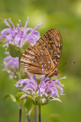 ohio butterfly greatspangledfritillary cleves mitchellmemorialforest