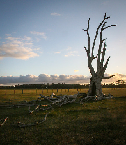 sunset tree canon dead eos farm 1785mm 30d pwpartlycloudy