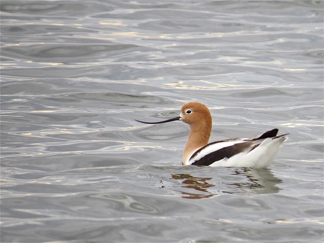 American Avocet at Gridley Wastewater Treatment Ponds in McLean County 02