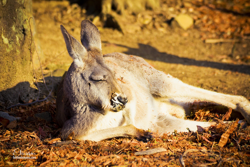 Kangaroo with eyes closed relaxing in the sunshine
