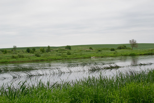 cemetery river latvia swans lielupe