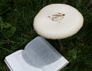 Parasol with book