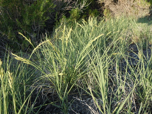 grass habit native nevada poaceae perennial golconda spikelet saltgrass auricle rhizomatous distichlisspicata distichlisstricta pistillateinflorescence