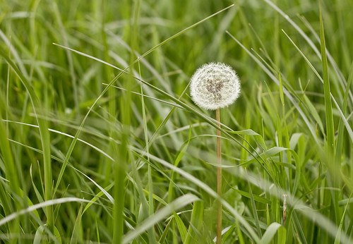 summer canada color green nature grass june newfoundland outdoors bokeh dandelion f28 bladesofgrass 2011 canonef50mmf18ii northernbaysands canon7d