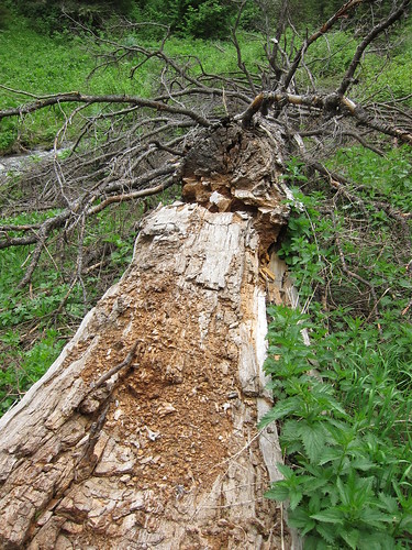 fallen tree IMG_6884