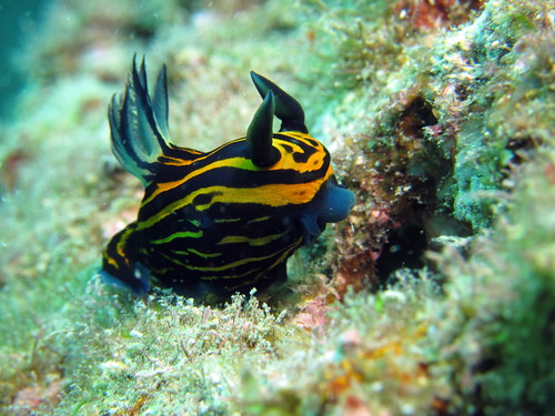 イシガキリュウグウウミウシ