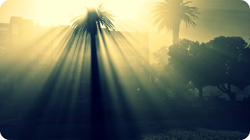 africa light beach nature sunshine sunrise palms shadows capetown palmtree flare kapstadt hss