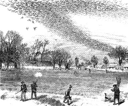 19世紀美國人獵捕旅鴿情景，繪於1875年。轉載自維基百科。