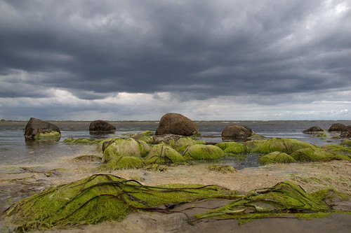 sea island see stones balticsea steine kelp seetang ostsee inselpoel