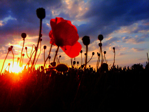 uk sunset sun evening unitedkingdom yorkshire poppy backlit cloudsstormssunsetssunrises pete1074 peterjcarr flickrpeterjcarr flickrpete1074
