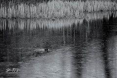 Coot And Reeds