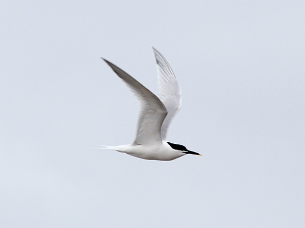 Photograph titled 'Sandwich Tern'