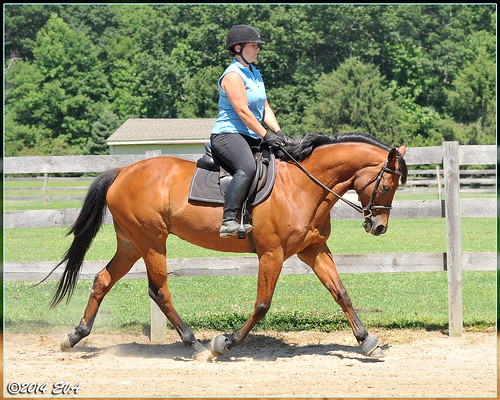 He's behind the vertical, but I like how elastic his trot is