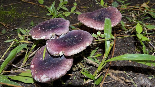 natureza cogumelos fungos chapéus variados parchen carlosparchen