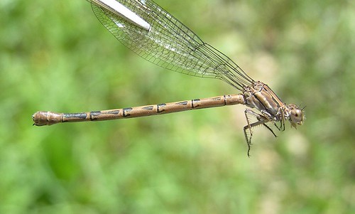 insect dancer damselfly odonata zygoptera coenagrionidae vividdancer argiavivida