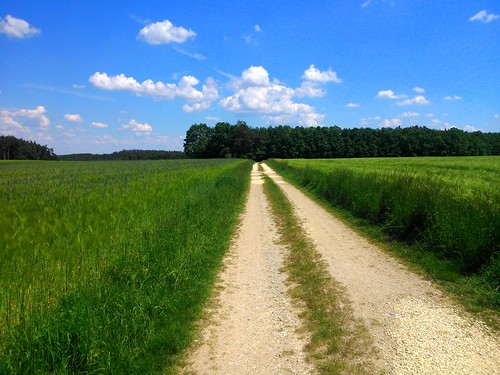 summer field landscape path