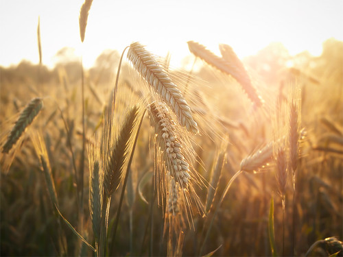 light summer sun photoshop landscape cornfield soft