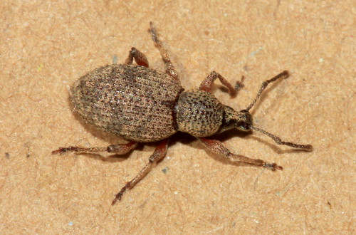 Clay Coloured Weevil 29189