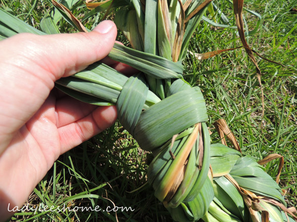 Harvesting-And-Curing-Garlic-02