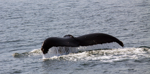 alaska sealife juneau whale whalewatch whalewatching tailfin juneaualaska msamsterdam alaskawhale sobergeorge alaskasealife bysobergeorge whaletailfin alaskawhalewatch