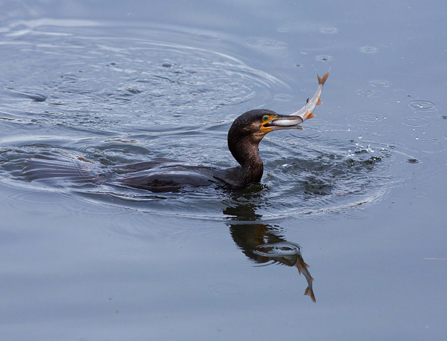 A Cormorant Fishing