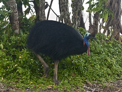 Southern Cassowary IMG_0587