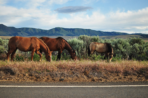road horses grazing whiteswan
