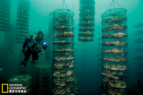 巨大的海扇貝是大自然的濾水器。在加拿大溫哥華島外海的一座實驗養殖場，牠們靠魚的排泄物長得又大又肥。這座養殖場也利用海參和海帶來吸收飼養在附近的原生黑貂魚所排出來的糞便。攝影：Brian Skerry；圖片提供：《國家地理》雜誌中文版2014年6月號