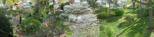flowers panorama tree yard weeds springtime