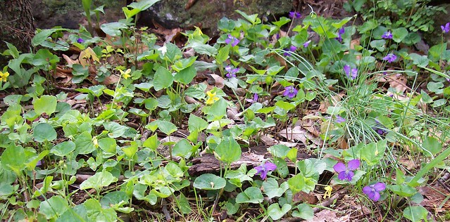 violets in three colors