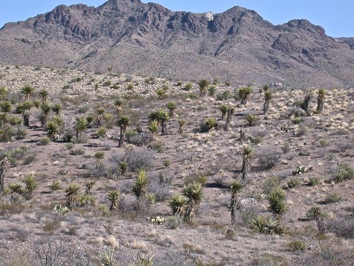 Yucca forest, West side of the Organ Mts.