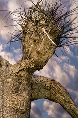 Tree Man Portrait