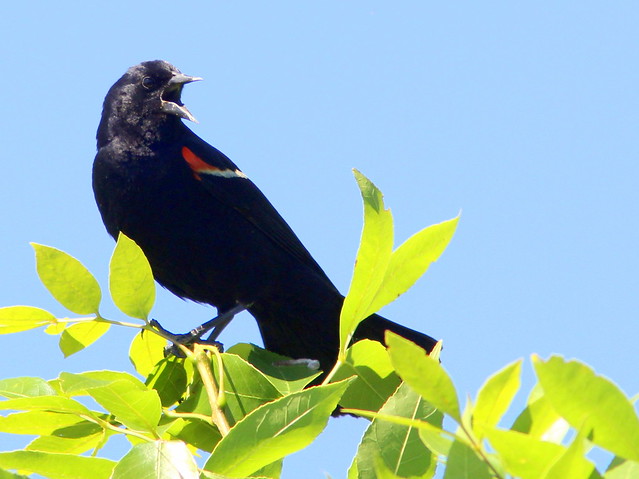 Red-winged Blackbird 2-20110704