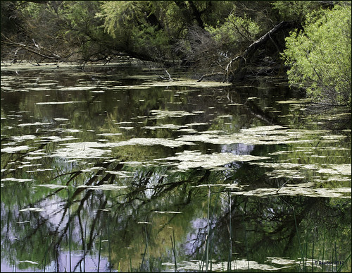 california reflection nature water river sanluis refuge nationalwildliferefuge losbanos sanjoaquinvalley sanjoaquinriver