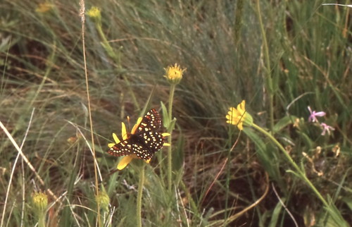 butterfly variablecheckerspot euphydryaschalcedona chalcedoncheckerspot