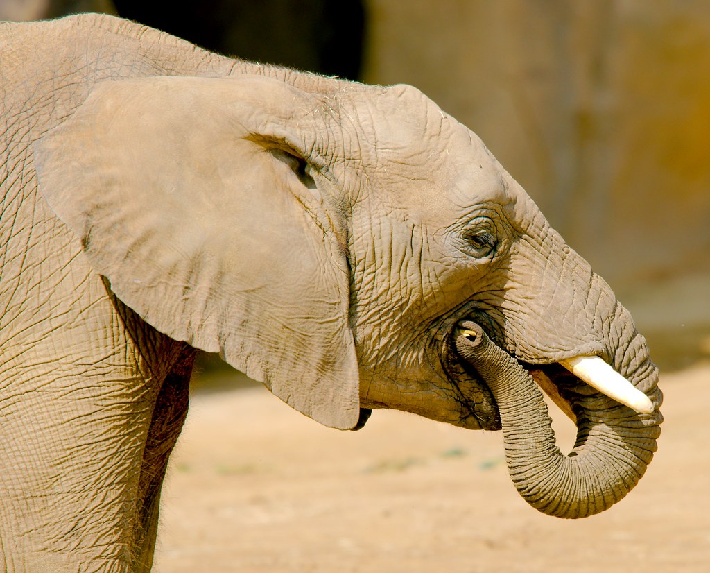 African Bush Elephant (Loxodonta africana)_10