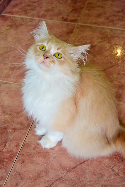 Persi, gato crudo y vainilla de pelo largo y ojos cobre APTO PARA PERROS, nacido en Julio´13, necesita hogar. Valencia. ADOPTADO. 17784084260_2c14cff8fb_z