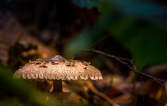 Les champignons - Photo of Châtenay-Malabry
