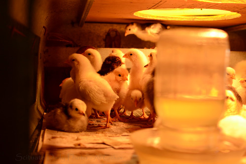Spring Hatch at Dalby Farm